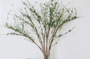 掌握寸寸金花期限，轻松交易寸寸金花（掌握寸寸金花期限，轻松交易寸寸金花）