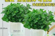 了解薄荷的多重功效（探寻薄荷植物的独特之处）