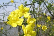 迎春花的种植与生长周期（了解迎春花的种植与生长，做好养护保养）