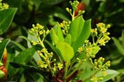 松子为裸子植物，与其他植物不同（探究裸子植物的生长与特点）