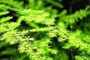 文竹与啤酒水（文竹“品尝”啤酒水，还能“喝”吗？浇水中的小窍门）