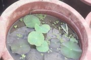 碗莲栽种方法与注意事项（培育细节，让碗莲开花更美）