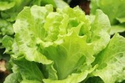 包生菜的营养价值及生食注意事项（探讨包生菜的营养成分和消费方式，减少不必要的健康风险）