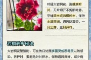 如何通过叶片颜色区分大岩桐（探寻大岩桐叶片颜色的奥秘）