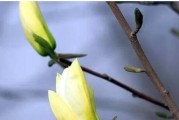 探秘白玉兰的含义（揭开白玉兰花语的神秘面纱）