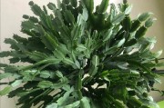 蟹爪兰不开花的原因（探究蟹爪兰不开花的原因及解决方法）