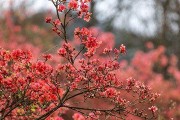 探究映山红的生长条件及特点（映山红的生态环境、特征与生长适应性）