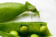 豌豆成熟时间的探究（从种植到收获，揭秘豌豆成熟的秘密）