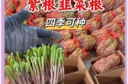 韭菜种植时间表（掌握最佳种植时间，轻松种出丰收的韭菜）