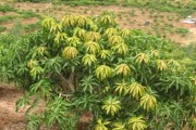 芒果花期管理的方法与要点（从萌芽到开花，让芒果树在花期中最佳状态）