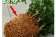 栀子花土不够的问题及解决方法（如何应对栀子花缺土情况）