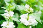 认识薄荷——一种神奇的芳香植物（从来源到功效，全面了解薄荷的种种奥秘）