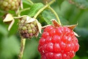 覆盆子品种选择指南（如何选择最适合自己的覆盆子品种）
