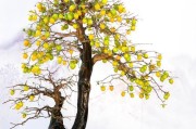 盆栽技巧，让你成功种植柿子树（柿子树盆栽的注意事项、生长环境、土壤调配及病虫防治）