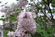 探秘丁香花的花语与代表意义（从历史、文学、传统文化等多个角度解读丁香花的隐含内涵）