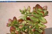 《解决天狗之舞多肉叶子干瘪的方法》（多肉植物养护技巧，让叶子恢复水润光泽）