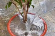 如何科学浇水山茶花