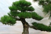 黑松盆景的上盆时间与养护方法（让你的黑松盆景更加健康美丽）