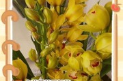 大花蕙兰叶片脱落的原因及解决方法（探究大花蕙兰叶片脱落的原因以及保护方法）