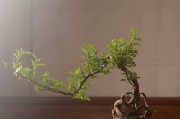 家里种胡椒木，轻松享受美食调味（如何在家种植胡椒木，让味蕾更加满足）