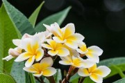 探秘鸡蛋花的多彩世界（从颜色到寓意，全方位了解鸡蛋花的奥妙）