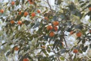 院子里种什么好？——探究适合院子的植物（种植适合院子的柿子树，让你拥有独特的园林风景）