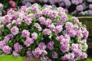 矮牵牛花的花期（探究矮牵牛花的生长与开花时间）