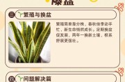 冬天虎皮兰发黄怎么办？（急救措施和平常护理让虎皮兰恢复健康）