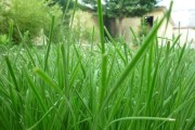 韭菜的生长之谜（揭开韭菜喜欢阳光的秘密和生长技巧）
