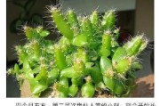 火龙果盆栽的选择（如何选择合适的盆栽）