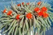 垂吊好种花卉盘点（打造垂吊花园，这些品种不容错过）