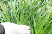 韭菜叶子为何会变黄？（探究韭菜叶子变黄的原因及解决方法）