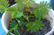 含羞草的生长过程（从发芽到长叶，一步步揭秘含羞草生长奥秘）