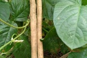 山药种子的种植方法（从选种到收获，一步步教你如何种植山药）