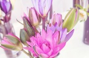 如何养护睡莲以促使其开花？（打造美丽花海的秘密技巧！）