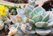多肉白牡丹的种植技巧（打造适合白牡丹生长的土壤）