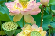 荷花的美丽与神秘（荷花的起源和种类）