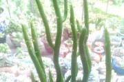 光棍树的盆栽方法（大盆还是小盆？如何选择最合适的盆栽方式？）