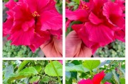 解决扶桑花叶子下垂的方法（如何使扶桑花叶子恢复竖立——关键是护理和调节环境）