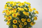 雏菊的花期（探寻雏菊开花的奥秘）