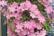 南方爬藤花卉大全（探索南方独有的蔓生美景，发现你不知道的美丽）