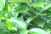 夏季黄叶的奥秘（探索平安树夏季黄叶现象的原因和解决方法）