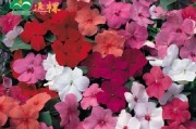 如何种植美丽的凤仙花？（详细介绍凤仙花种子的种植方法）