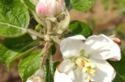 苹果花期全解析——你知道吗？（春日里的美丽景色与故事）