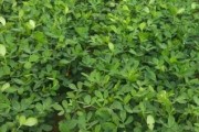 探寻花生的故乡（从产地到食用，一文详解花生的来龙去脉）