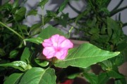 夜来香开花的奇妙之处（探秘夜来香开花的时节、形态和花语）
