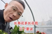 长寿花杆长如何处理？（如何修剪长寿花的长杆？）