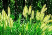 狗尾巴草——不一般的木本植物（探寻狗尾巴草的神奇之处）