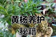 黄杨的浇水技巧（了解黄杨的生长需求，为它提供适宜的浇水）