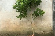 杨梅树也能盆栽？！（从种植到养护，一起来看看！）